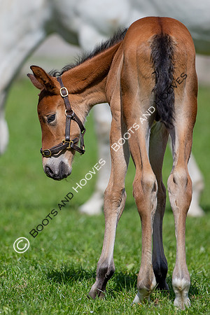 Foals