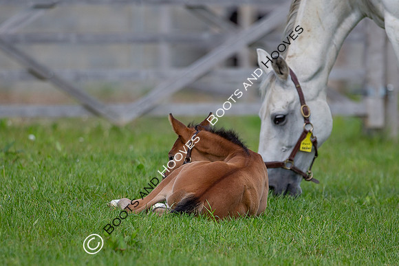 Foals
