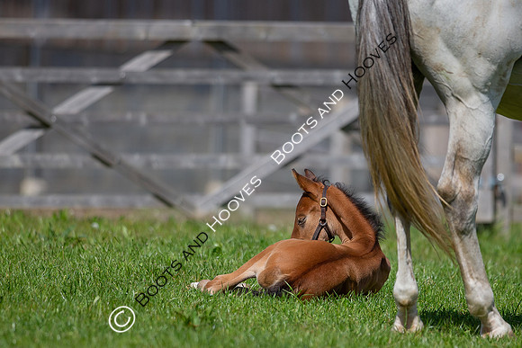 Foals