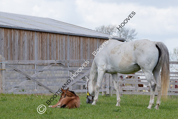 Foals