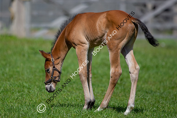 Foals
