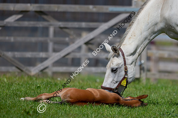 Foals