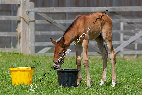 Foals