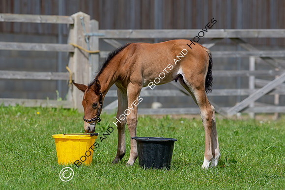 Foals