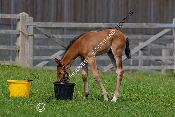 Foals