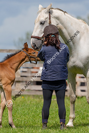 Foals