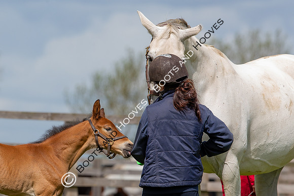 Foals