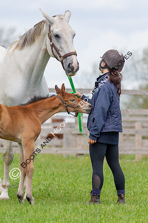 Foals