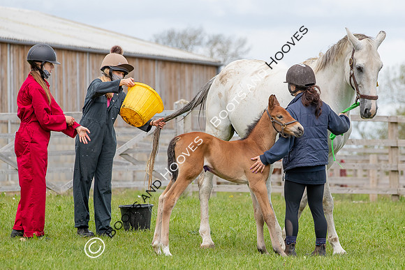 Foals