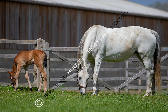 Foals