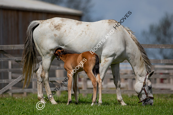 Foals