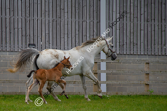 Foals