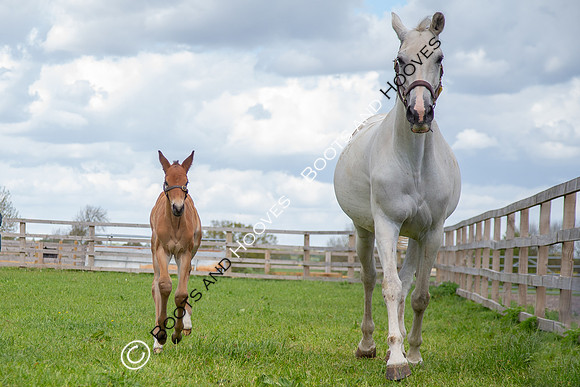 Foals