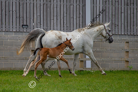 Foals