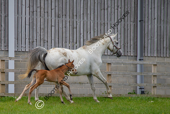 Foals