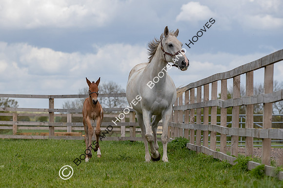 Foals
