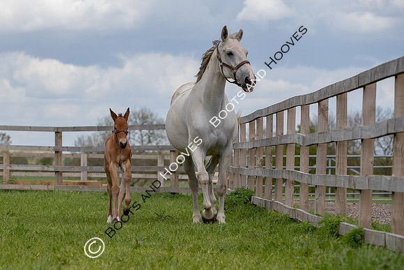 Foals