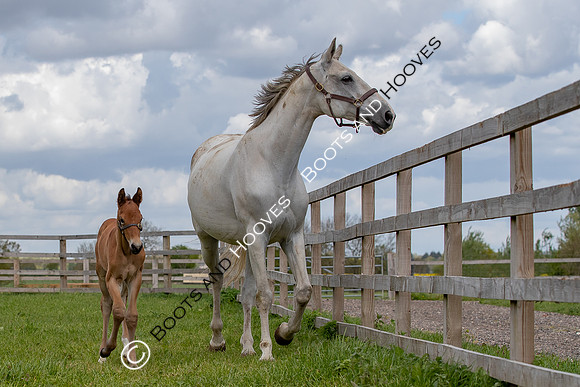 Foals