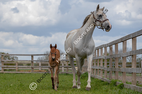 Foals