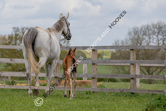 Foals