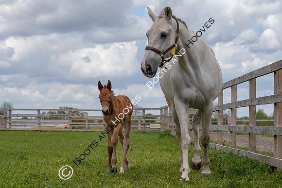 Foals