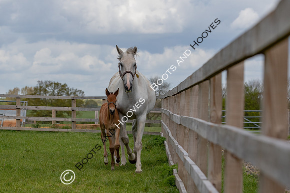 Foals