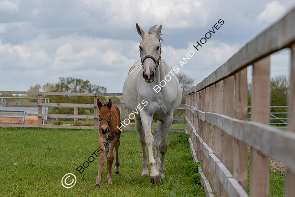 Foals