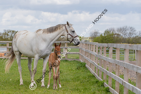 Foals