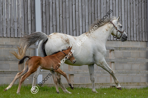 Foals