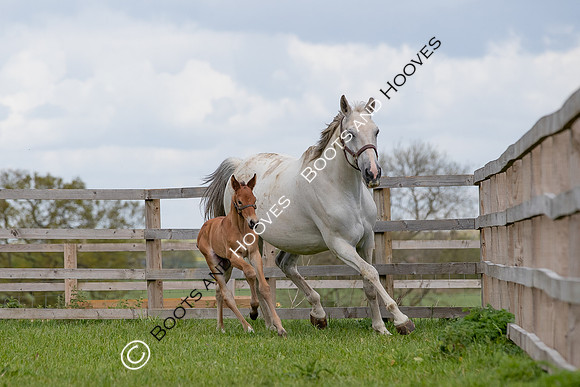 Foals