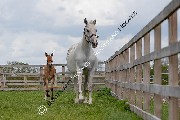 Foals