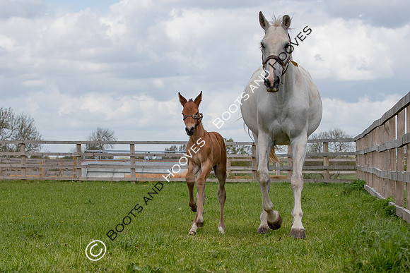 Foals