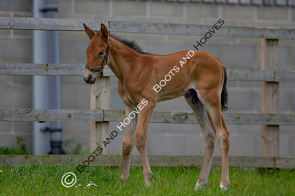 Foals