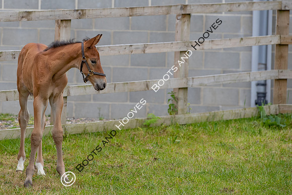 Foals