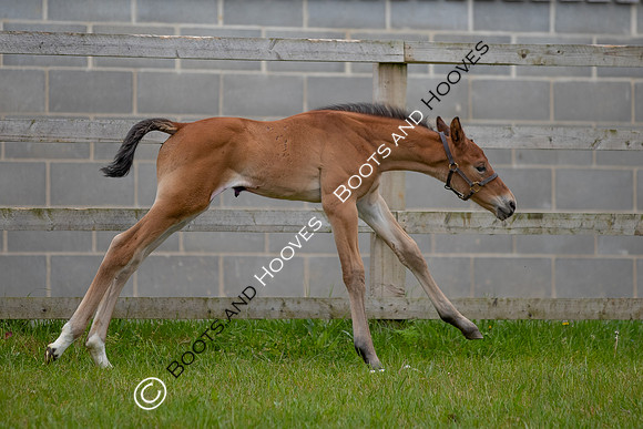 Foals