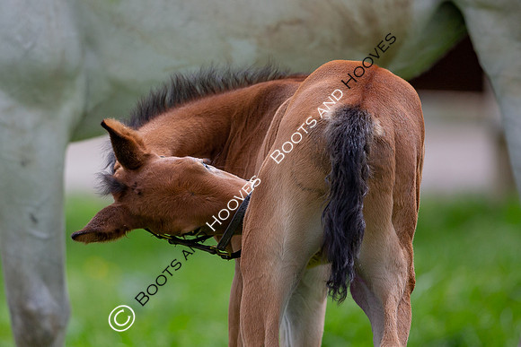 Foals