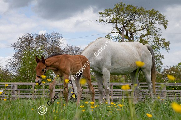 Foals