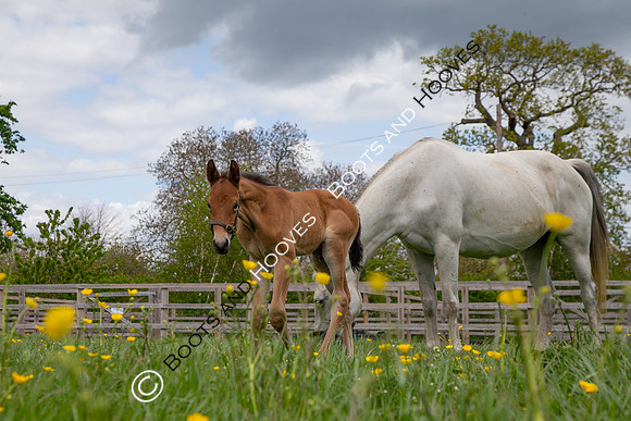Foals