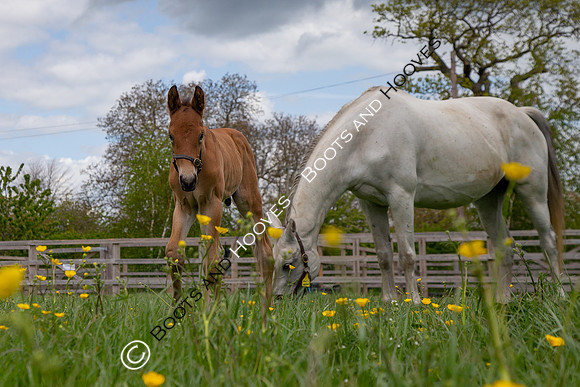 Foals