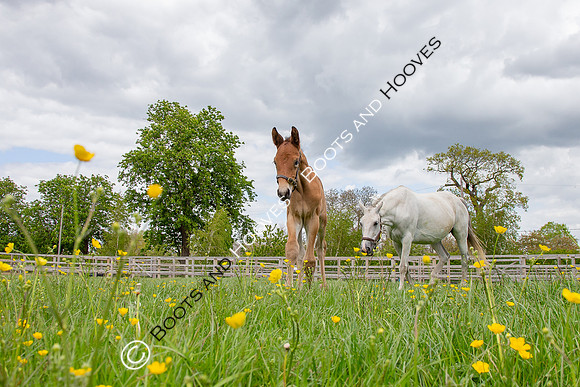 Foals