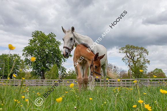 Foals