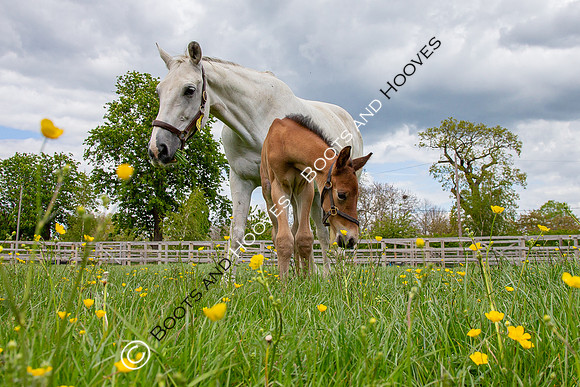 Foals