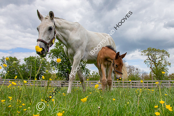 Foals
