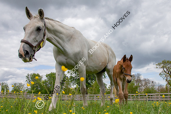 Foals