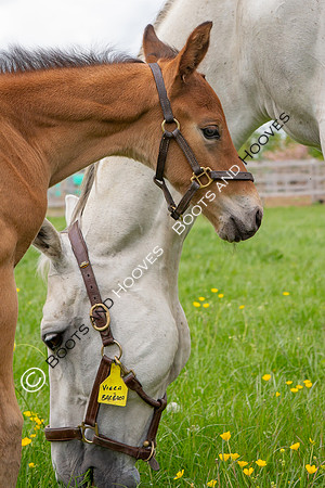 Foals