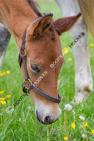 Foals