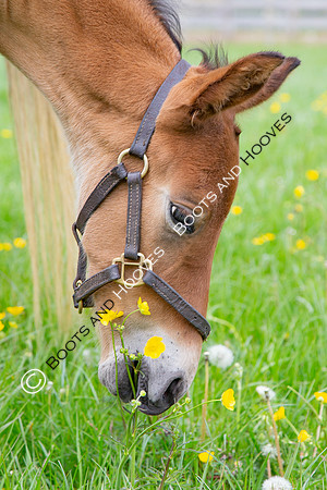Foals