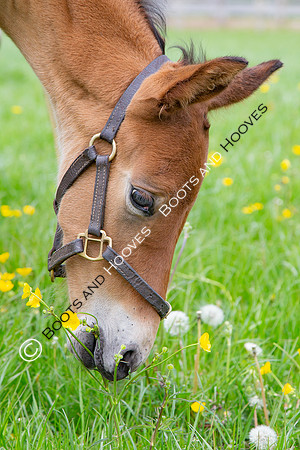 Foals