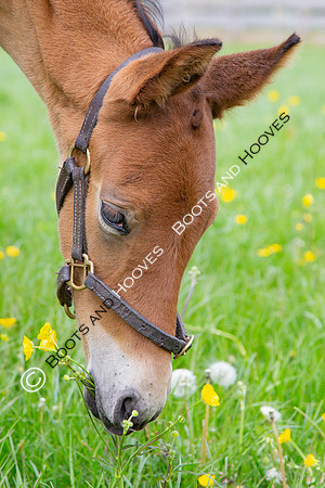 Foals