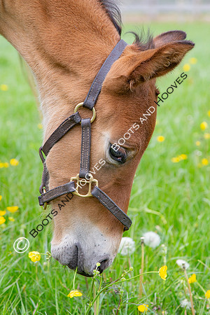 Foals